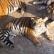 Располневшие амурские тигры из китая рассмешили пользователей соцсетей и обеспокоили зоозащитников